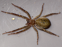 Anyphaenidae