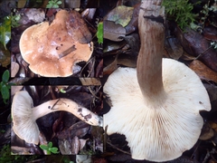 Tricholoma quercetorum