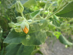 Allowissadula lozanoi