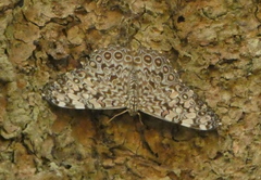 Hamadryas feronia