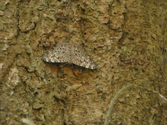 Hamadryas feronia
