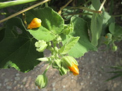 Allowissadula lozanoi