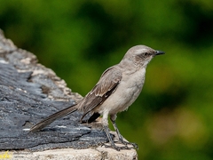 Mimus gilvus