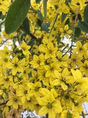 Galphimia glauca