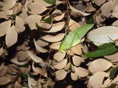 Ruidocollaris truncatolobata