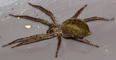 Anyphaenidae