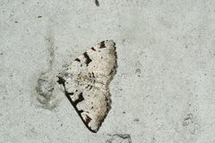Macaria bitactata