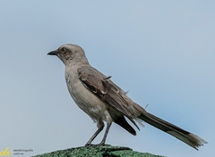 Mimus gilvus