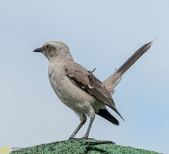 Mimus gilvus