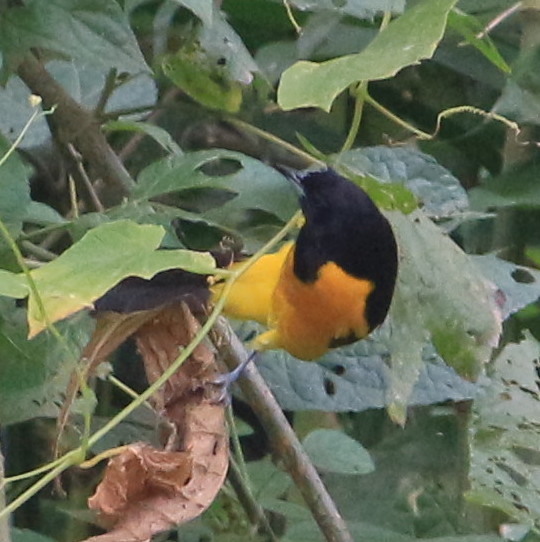 Bar-winged Oriole illustration