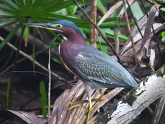 Butorides virescens image