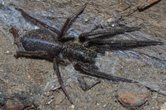 Segestria florentina