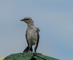 Mimus gilvus