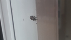 Disonycha bicarinata