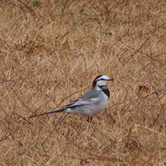 Motacilla alba
