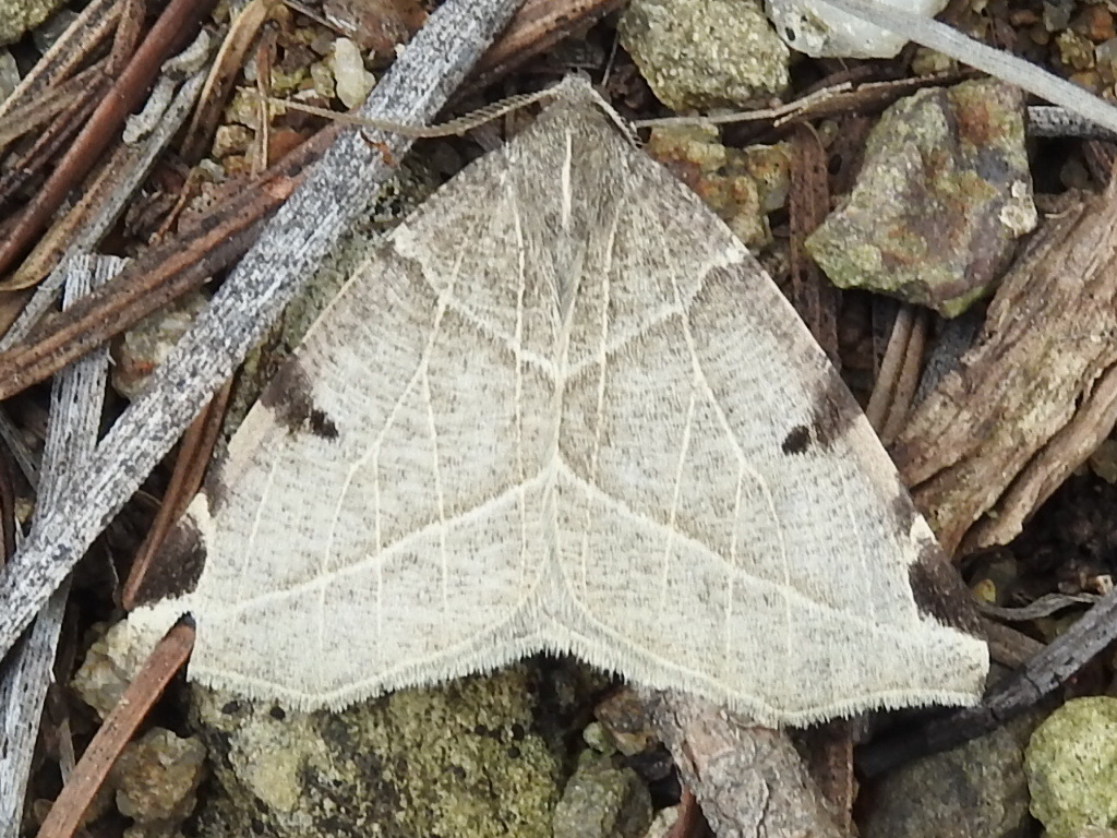 Neoterpes graefiaria