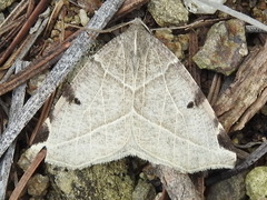 Neoterpes graefiaria