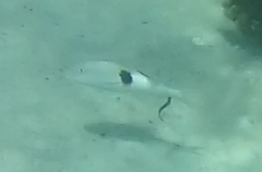 Parupeneus pleurostigma