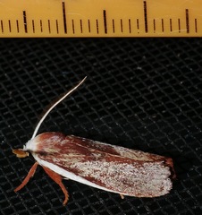 Cryptophasa russata