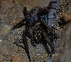 Segestria florentina