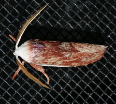 Cryptophasa russata