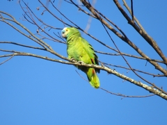 Amazona aestiva