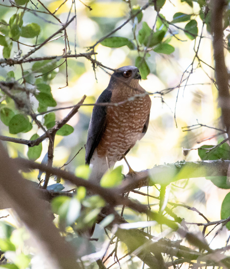 Sharp-shinned Hawk from Alameda County, CA, USA on December 7, 2020 at ...