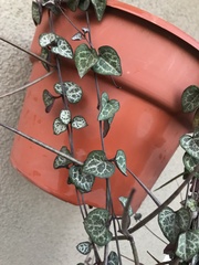 Ceropegia linearis