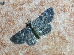 Gymnoscelis esakii