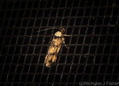 Sphyrelata nefanda