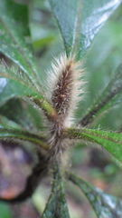 Duroia hirsuta