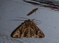 Ichneutica insignis