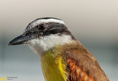 Pitangus sulphuratus