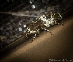 Dendropemon albopictus