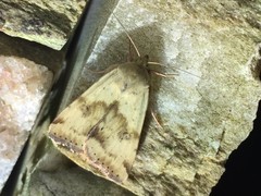 Heliothis adaucta