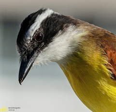 Pitangus sulphuratus