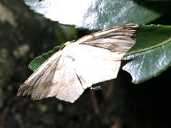 Pareclipsis gracilis