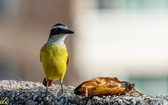 Pitangus sulphuratus