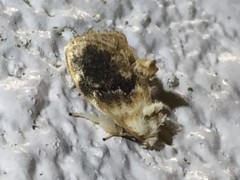 Kitanola uncula