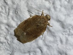 Choristoneura longicellana