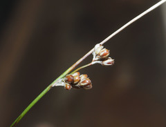 Juncus distegus
