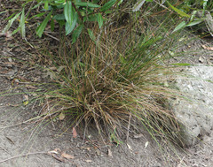 Juncus distegus