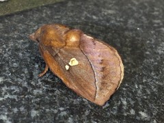Euthrix albomaculata directa