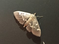 Herpetogramma luctuosalis