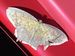 Thinopteryx delectans