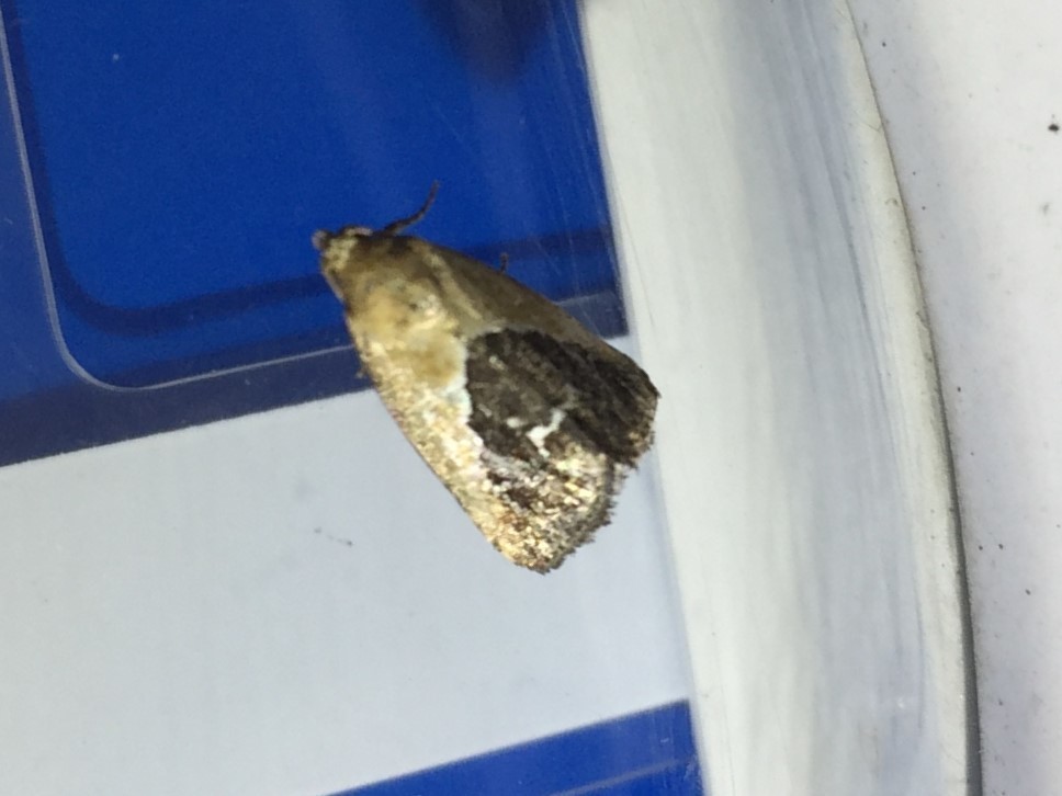 Maliattha chalcogramma