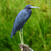 Little Blue Heron - Photo (c) martin-birder, some rights reserved (CC BY-NC), uploaded by martin-birder
