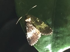 Dysmilichia gemella