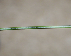 Juncus distegus