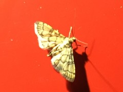 Nacoleia satsumalis
